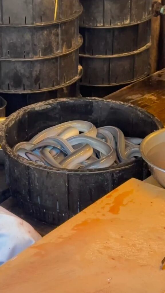 桶の中にぎっしり詰まった大量のウナギ