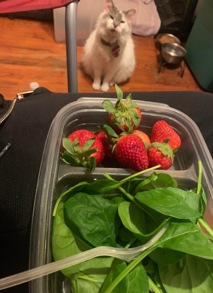 容器の中の苺と野菜を見つめる猫